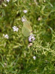 Gonepteryx rhamni or the Common Brimstone butterfly