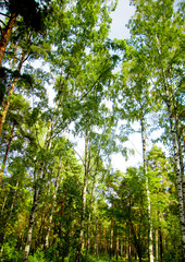 Beauty in Nature Forest Landscape