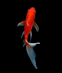 Naklejka premium gold fish isolated on black