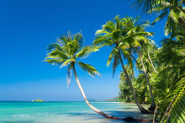 Palm Panorama Exotic Paradise