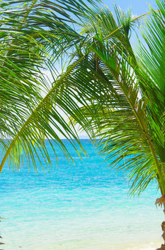 Under Trees Coconut Getaway