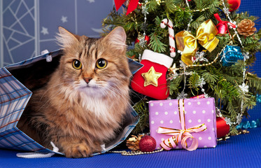 Siberian cat