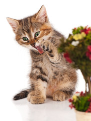 Fototapeta premium Siberian kitten