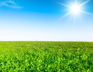 Green Field Heavens Above