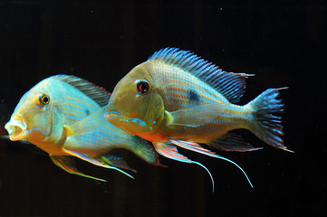 Geophagus altifrons