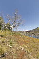 Nalcas National Reserve, Chilean Patagonia, Chile.