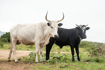 Nguni Cattle