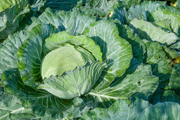 head of cabbage in the vegetable garden