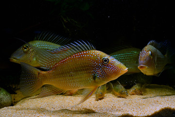 Satanoperca leucosticta (Müller & Troschel, 1849)