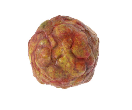 Virus