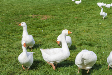 White Ducks