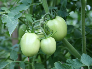 Green Tomatoes in a garden; close up