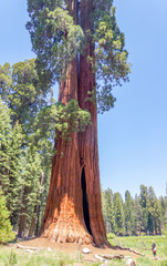big sequoia trees are standing in Sequoia National Park, USA