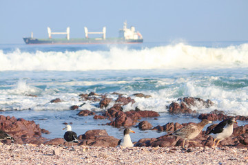 seagulls take a rest on shore in Antofagasta