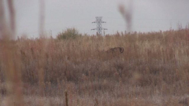 Whitetail Buck Running