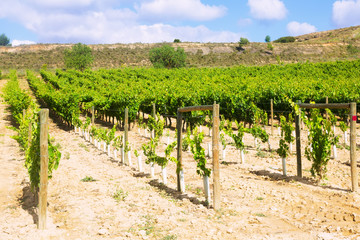 Fototapeta na wymiar Vineyards in sunny summer day. La Rioja