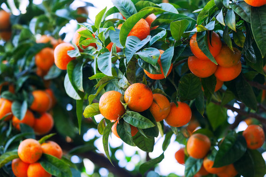  tangerines  on branch