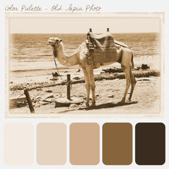 Color palette - old sepia photo