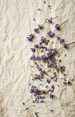 Dried lavender flowers on a natural cotton fabric