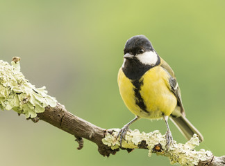 Fototapeta premium Especie de ave silvestre