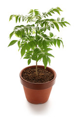 curry tree in clay pot isolated on white background