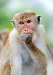 Monkey in the living nature