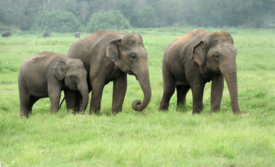 Plakaty  Słonie