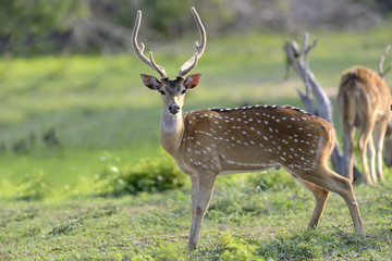 Wild Spotted deer