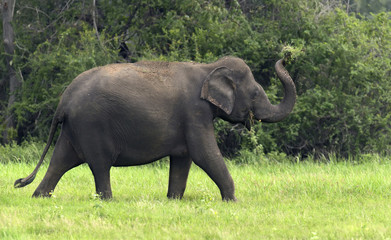 Fototapeta premium Elephants