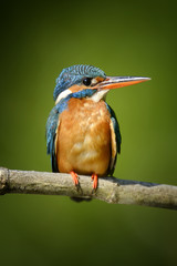 Blue Kingfisher bird