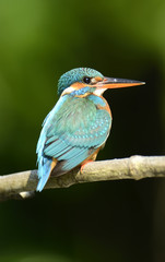 Blue Kingfisher bird