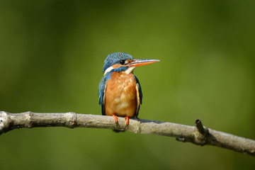 Blue Kingfisher bird