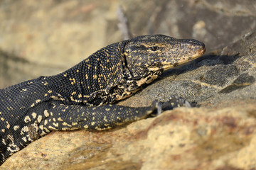 Monitor Lizard