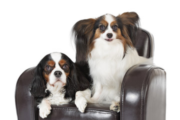 chiens épagneul papillon et cavalier king Charles © mariesacha