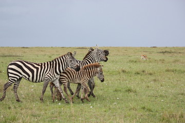 Fototapeta na wymiar Masai Mara - Zebrafamilie mit Jungtieren