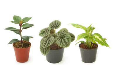 Assorted green houseplants in pots ,Ornamental plants