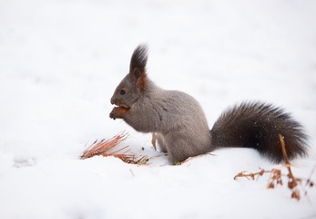Squirrel on the snow