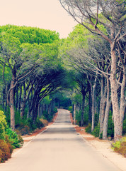 road through a pine forest