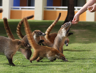 Badgers looking for food in a mexican garden