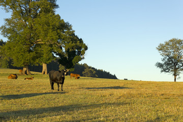 Cows grazing in Chile