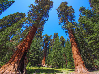 big sequoia trees  in Sequoia National Park, USA
