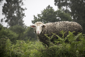 sad sheep among the vegetation looking at the camera