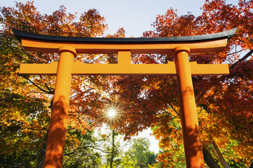 Red Torii with Autumn Leaf in the Background