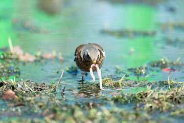 Turdus pilaris, Fieldfare.