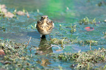 Turdus pilaris, Fieldfare.