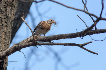 Turdus pilaris, Fieldfare.