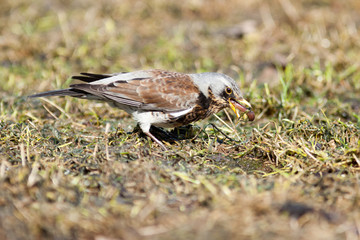 Turdus pilaris, Fieldfare.