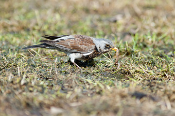 Turdus pilaris, Fieldfare.