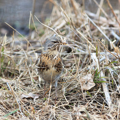 Turdus pilaris, Fieldfare.