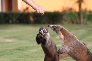 Badgers looking for food in a mexican garden